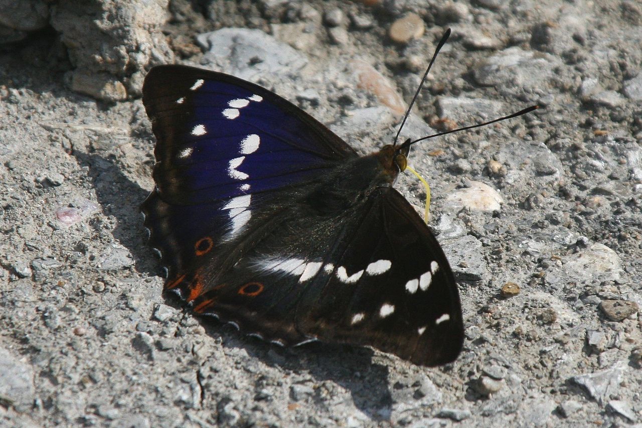 Batolec duhový