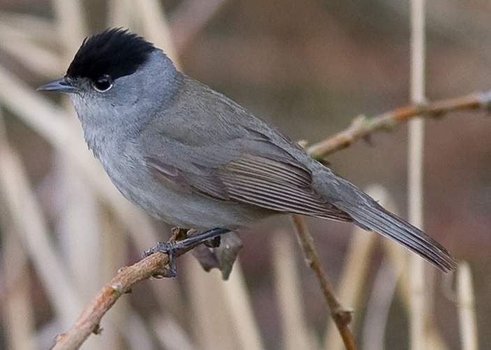Pěnice černohlavá (Sylvia atricapilla)