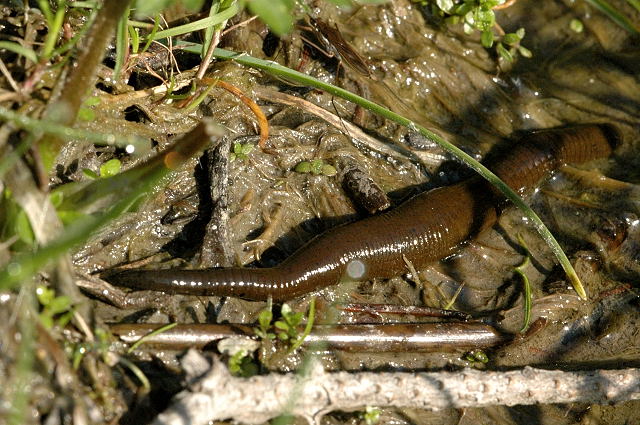 Pijavka koňská (Haemopis sanguisuga) Pijavka koňská (Haemopis sanguisuga)