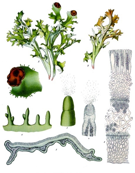 Pukléřka islandská (Cetraria islandica)